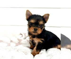 Yorkshire Terrier Puppy for sale in SACRAMENTO, CA, USA