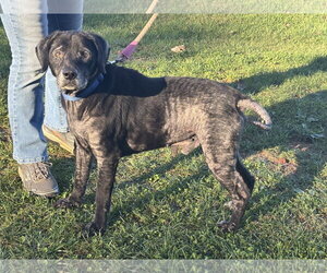 Rico: At shelter - Male Labbe Dog for Adoption - Photo #3