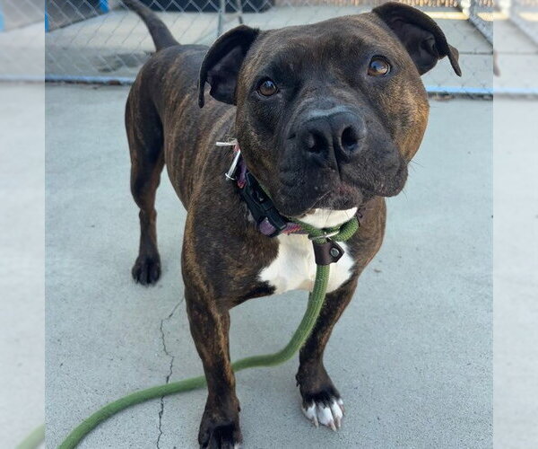 Medium Photo #2 American Pit Bull Terrier-Unknown Mix Puppy For Sale in Palmetto, FL, USA