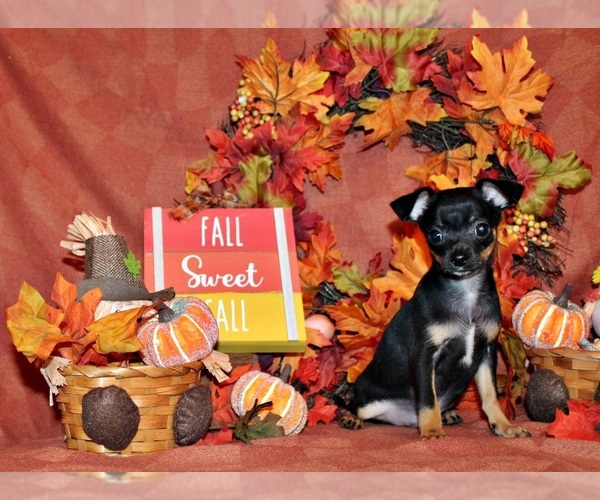 Medium Photo #79 Chihuahua Puppy For Sale in CHARLESTON, AR, USA