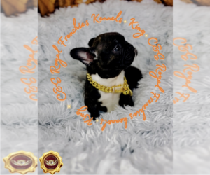 English Bulldog Puppy for sale in ATHENS, GA, USA