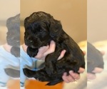Small Photo #1 Australian Labradoodle Puppy For Sale in MOUNT JACKSON, VA, USA