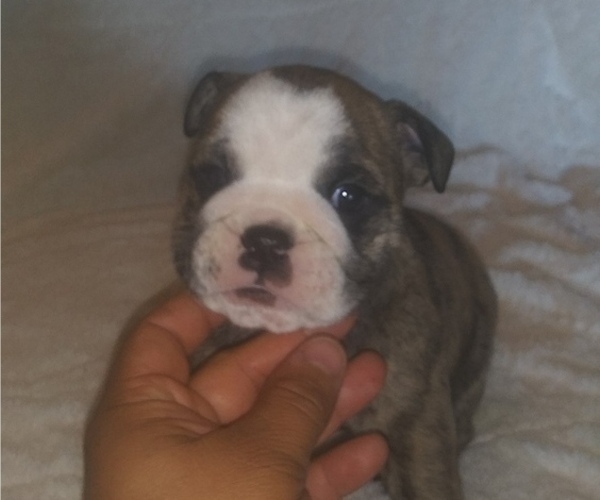 Medium Photo #2 Bulldog Puppy For Sale in GLENDALE, AZ, USA