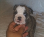 Small Photo #2 Bulldog Puppy For Sale in GLENDALE, AZ, USA