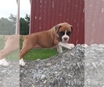 Small Photo #1 Boxer Puppy For Sale in DILLSBORO, IN, USA