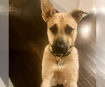 Small #1 Mountain Cur-Rhodesian Ridgeback Mix