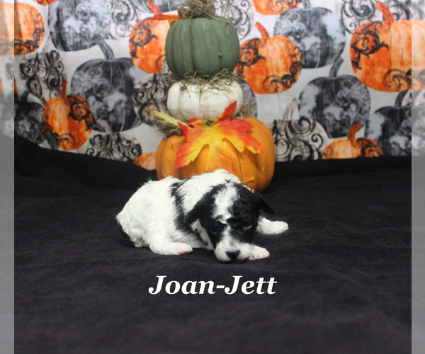 Medium Photo #4 Poodle (Toy) Puppy For Sale in CHANUTE, KS, USA