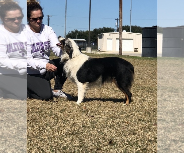 Medium Photo #1 North American Shepherd Puppy For Sale in DEVINE, TX, USA