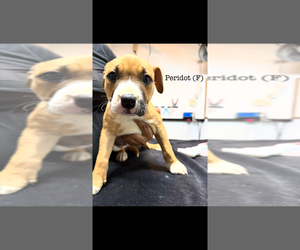 Mutt Dogs for adoption in Studio City, CA, USA