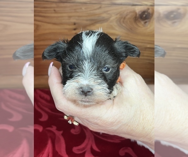 Medium Photo #1 Schnauzer (Miniature) Puppy For Sale in BIG CABIN, OK, USA