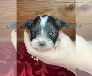 Schnauzer (Miniature) Puppy for sale in BIG CABIN, OK, USA
