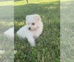 Small #2 Maltipoo