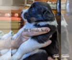 Image preview for Ad Listing. Nickname: Nova