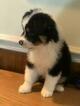 Small Photo #2 Australian Shepherd Puppy For Sale in FRUIT COVE, FL, USA