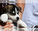 Puppy 6 Huskies -Samoyed Mix