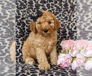 Cockapoo-Poodle (Miniature) Mix Puppy for sale in NOTTINGHAM, PA, USA