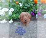 Puppy 3 Goldendoodle