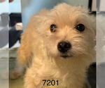 Small Maltipom
