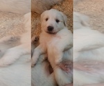 Small Photo #21 Golden Pyrenees-Great Pyrenees Mix Puppy For Sale in RAVENNA, MI, USA