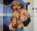Small #2 Australian Shepherd Mix