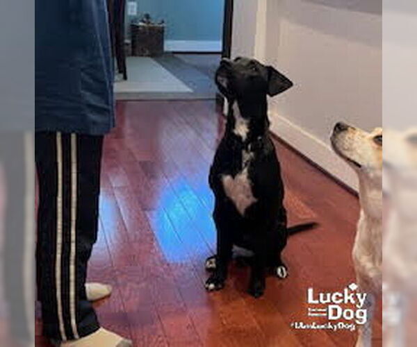 Medium Photo #5 Labrador Retriever-Unknown Mix Puppy For Sale in Washington, DC, USA