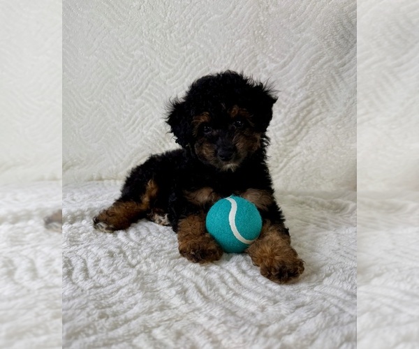 Medium Photo #3 Cock-A-Poo Puppy For Sale in GREENFIELD, IN, USA