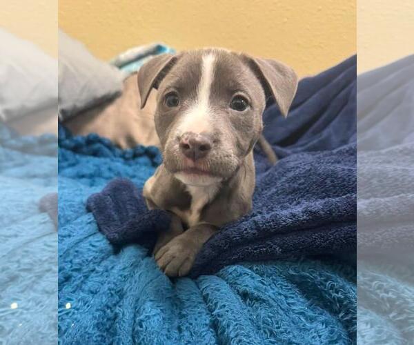 Medium Photo #1 Mutt Puppy For Sale in Rockwall, TX, USA