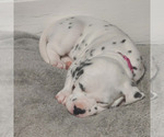 Puppy Pink Labrador Retriever