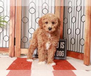 Goldendoodle (Miniature) Puppy for sale in NAPLES, FL, USA