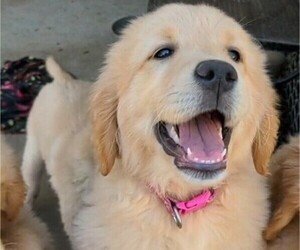 Golden Retriever Puppy for sale in STANLEY, NC, USA