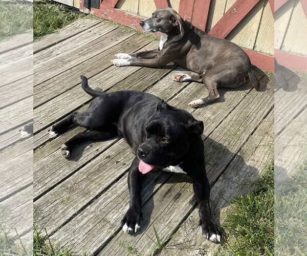 Medium Photo #18 Bulldog-Unknown Mix Puppy For Sale in Germantown, OH, USA