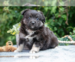 Small #2 Miniature Australian Shepherd