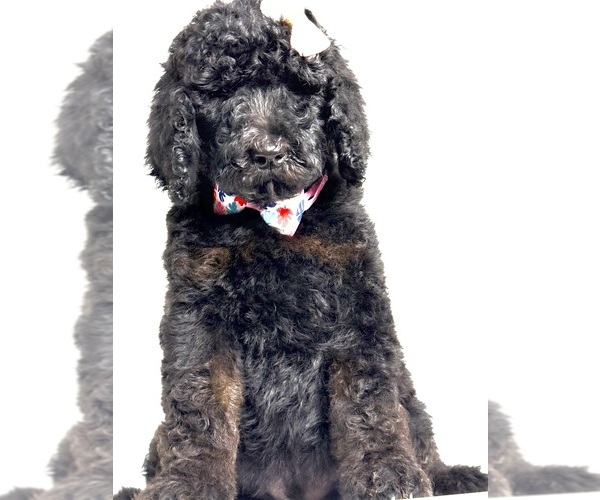 Medium Photo #1 Poodle (Standard) Puppy For Sale in PORTERVILLE, CA, USA