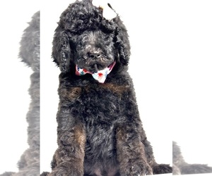 Poodle (Standard) Puppy for sale in PORTERVILLE, CA, USA