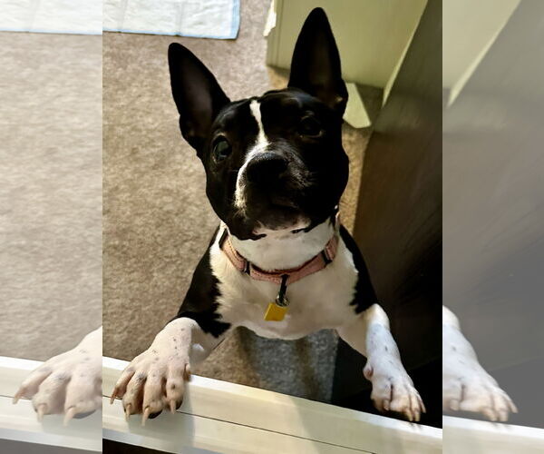 Medium Photo #12 American Staffordshire Terrier-Boston Terrier Mix Puppy For Sale in North Olmsted, OH, USA