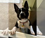 Small #11 American Staffordshire Terrier-Boston Terrier Mix