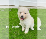 Small #5 Pomsky
