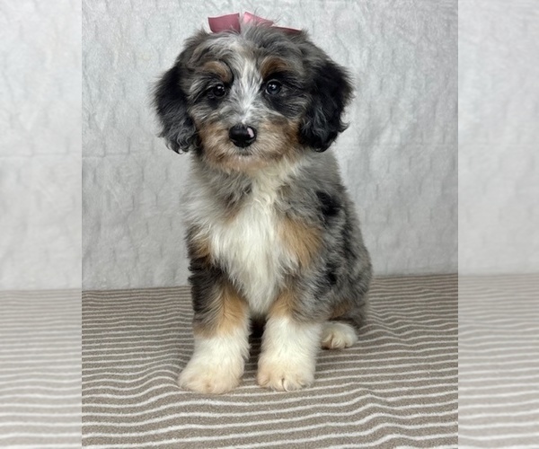 Medium Photo #5 Bernedoodle (Miniature) Puppy For Sale in GREENFIELD, IN, USA