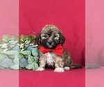 Small Photo #5 Havanese Puppy For Sale in BIRD IN HAND, PA, USA