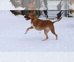 Small #12 German Shepherd Dog-Saluki Mix