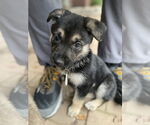 Small #2 German Shepherd Dog