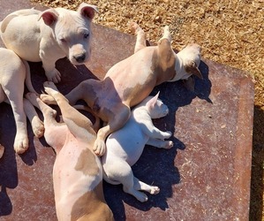 American Bully Puppy for sale in BURLINGTON, NC, USA
