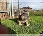 Small #15 French Bulldog