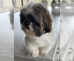 Small Photo #1 Shih Tzu Puppy For Sale in TILLAMOOK, OR, USA