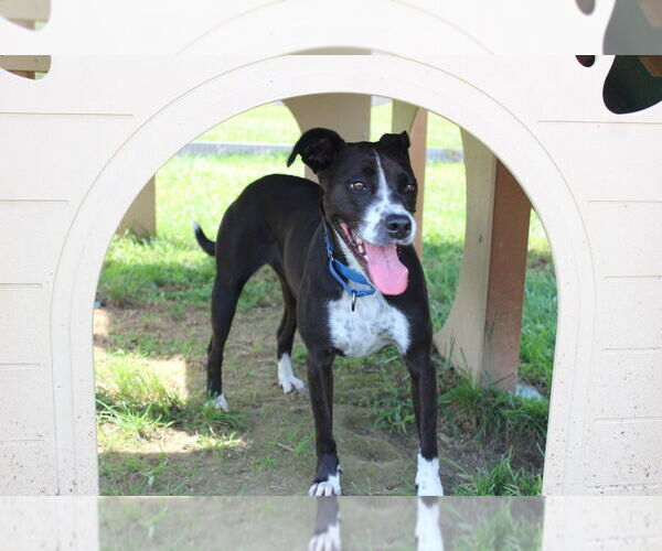 Medium Photo #8 Mutt Puppy For Sale in Chestertown, MD, USA