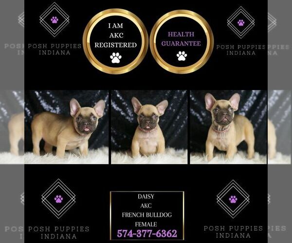 Medium Photo #2 French Bulldog Puppy For Sale in WARSAW, IN, USA