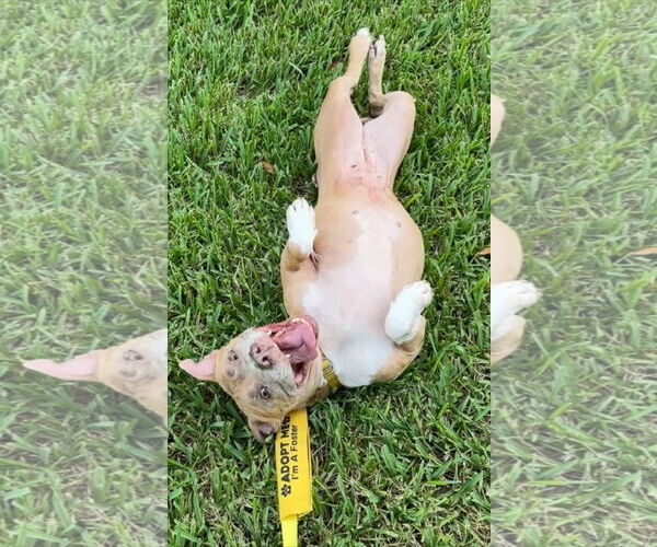 Medium Photo #2 American Pit Bull Terrier Puppy For Sale in Miami, FL, USA
