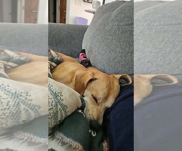 Medium Photo #2 Beagle-Unknown Mix Puppy For Sale in Springdale, PA, USA