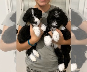 Sheepadoodle Puppy for sale in DELPHOS, OH, USA