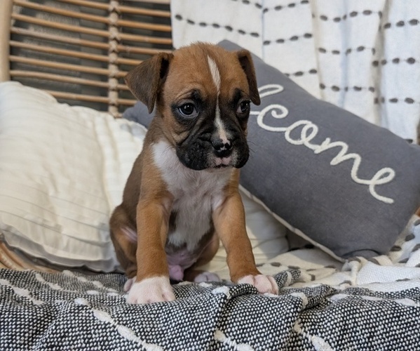 Medium Photo #75 Boxer Puppy For Sale in GOSHEN, IN, USA